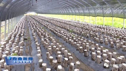 天津濱江集團深入調(diào)研我縣農(nóng)副產(chǎn)品產(chǎn)業(yè)，聚焦新鮮水果零售市場新機遇