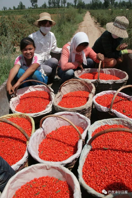 河套同名農(nóng)產(chǎn)品 地道風味的鄉(xiāng)土印記